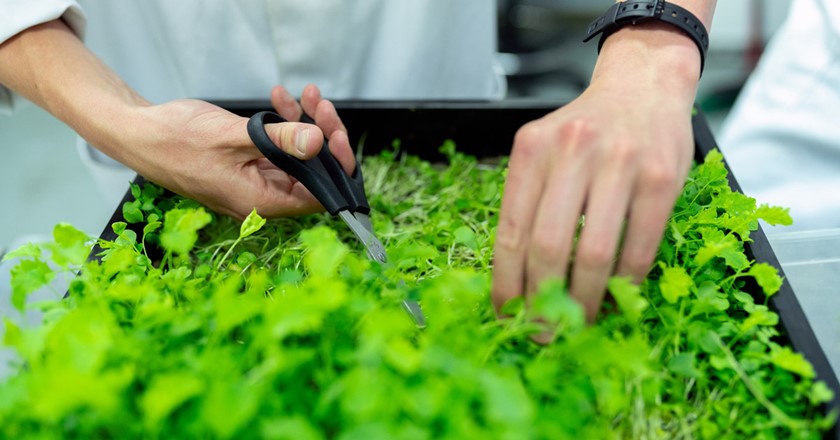 an engineer trimming crops